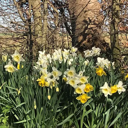 ベッド・アンド・ブレックファスト De Danser Klaaswaal