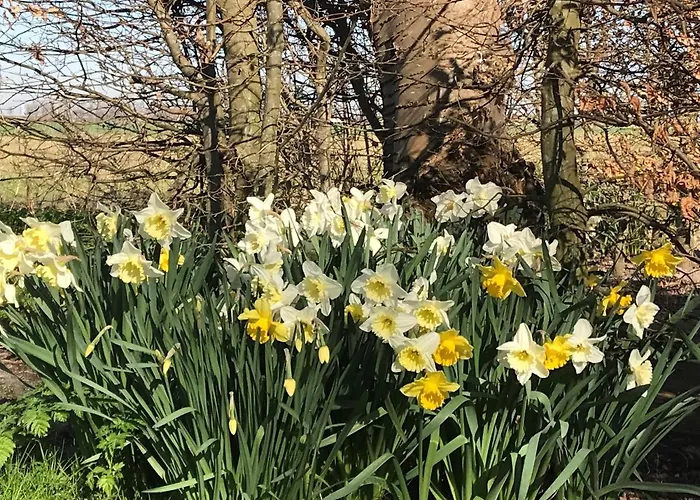 Oda ve Kahvaltı De Danser Klaaswaal