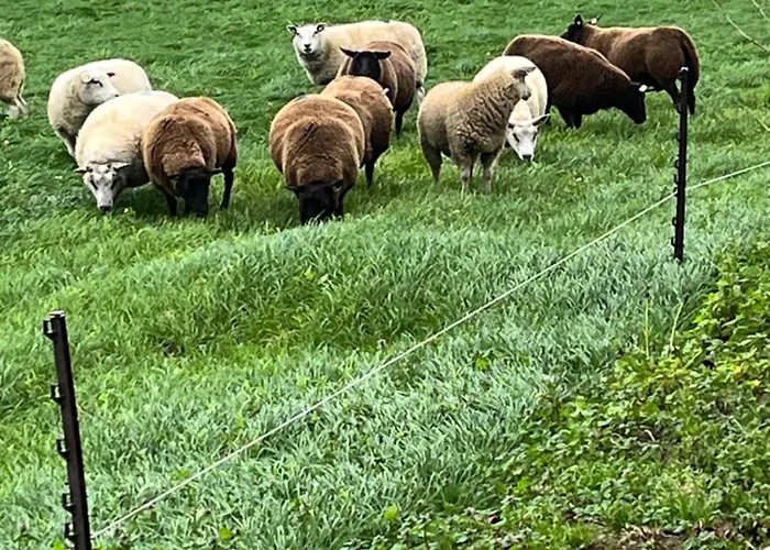 De Danser Panzió Klaaswaal